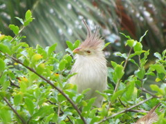Guira guira