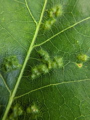 Melikaiella ostensackeni