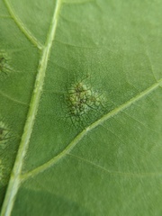 Melikaiella ostensackeni