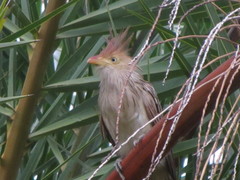 Guira guira