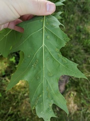 Melikaiella ostensackeni