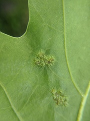 Melikaiella ostensackeni