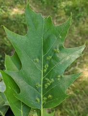 Melikaiella ostensackeni