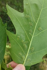 Melikaiella ostensackeni