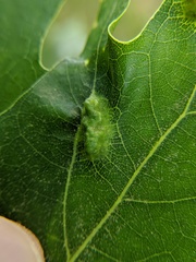 Melikaiella ostensackeni