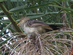 Guira guira