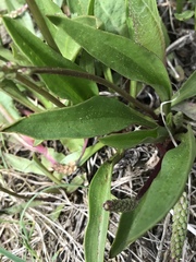 Plantago eriopoda
