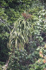 Dracaena xiphophylla