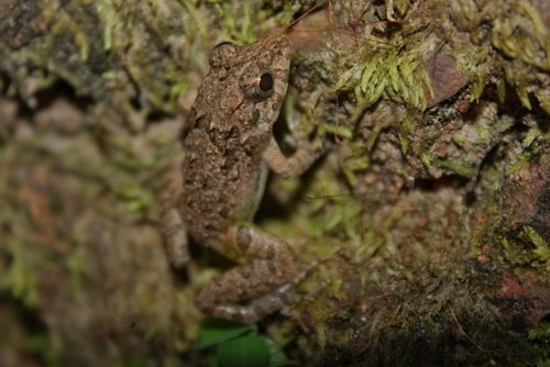 Paddy Field Frog, photo 8 of 8
