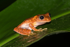 Boophis pyrrhus