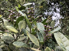 Citharexylum sulcatum