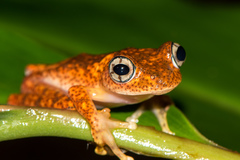 Boophis pyrrhus