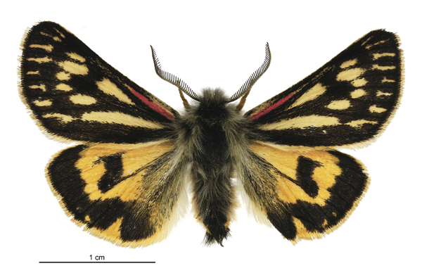 Eastern Tiger Moth