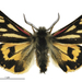 Eastern Tiger Moth - Photo (c) Landcare Research New Zealand Ltd., some rights reserved (CC BY)