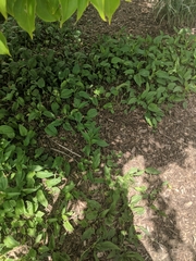 Cornus kousa