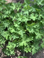 Geranium sylvaticum