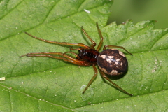 Pachygnatha listeri