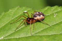 Pachygnatha listeri