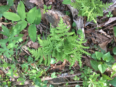 Phegopteris