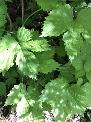 Humulus