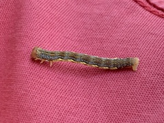 Erannis tiliaria