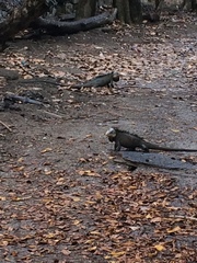 Iguana delicatissima