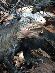 Iguana delicatissima