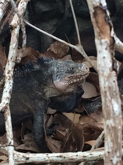 Iguana delicatissima