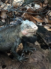 Iguana delicatissima
