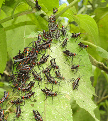 Chromacris psittacus pacificus
