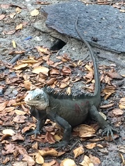 Iguana delicatissima