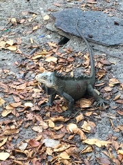 Iguana delicatissima