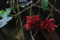 Aeschynanthus superbus