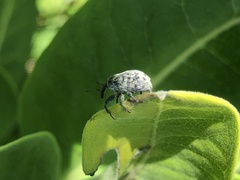 Rhyssomatus lineaticollis