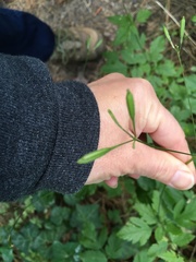 Osmorhiza occidentalis