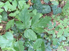 Osmorhiza occidentalis
