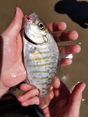 Amphistichus argenteus