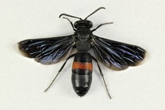 Stizoides renicinctus