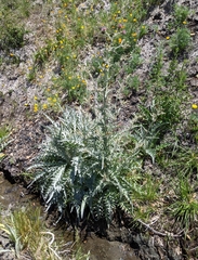 Cirsium douglasii