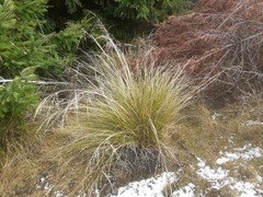 Chionochloa rigida rigida