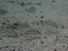 Haemulon scudderii