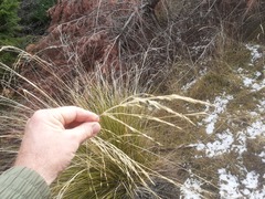 Chionochloa rigida rigida