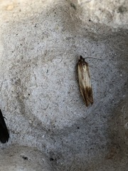 Eucosma umbrastriana