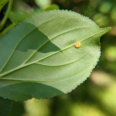 Puccinia coronata