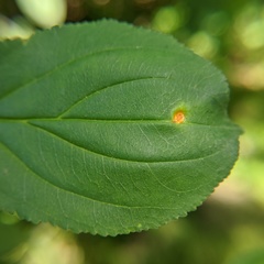Puccinia coronata