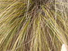 Chionochloa rigida rigida