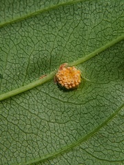 Puccinia coronata