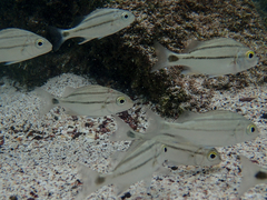 Haemulon scudderii