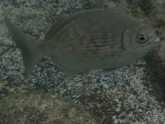 Kyphosus elegans