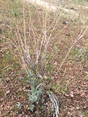 Tetradymia canescens
